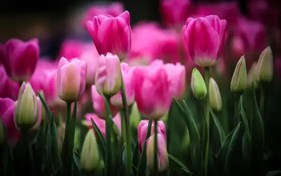 тюльпаны, цветы, розовые, бутоны, 