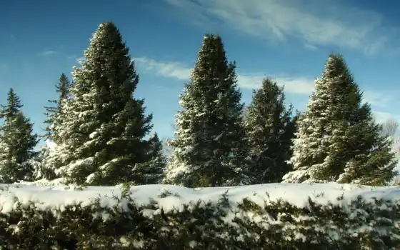 елки, рождество, снег, лес, лес, цвет, снег, тиснение, тиснение, розовое, обои, обои, фиры, обои, настольные,
