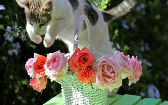 кошки, цветы, кастрюль,