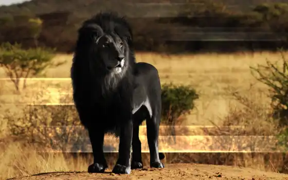 льв, черное, животное, животное, ягуар,