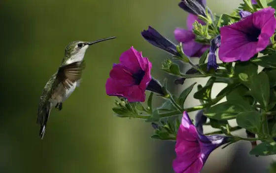 колибри, птица, макро, цветы, 