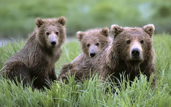 медвежата, медведь, медвежат, бурые, медведицей, фоны, медведей, изображения, медвежатами, браун, 