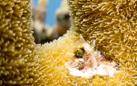 ,, коралловый, актиния, организм, риф, пыльца, коралловый риф, marine invertebrates, губка, invertebrate, море, океан, анемон, 