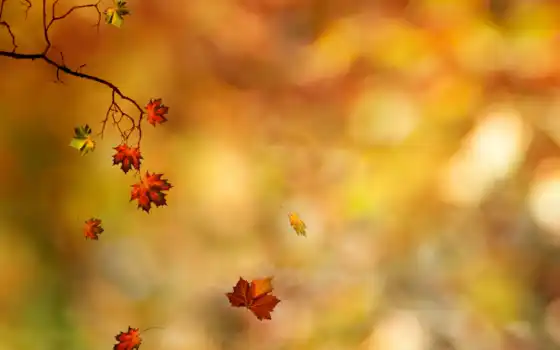 осень, листья, ветка, 