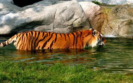 тигр, животное, пиковая страница, вода, кот