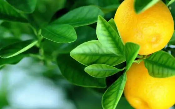древесина, лимон, цитрусовый, фрукты, настольный, рос, цветы, плод,