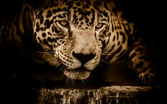 животные, настольные, разрешения, jaguar, головоломки, показ, удивительные, ультра,