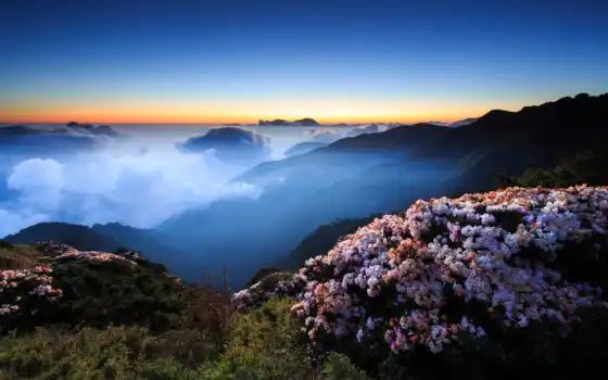 гора, цветы, туман