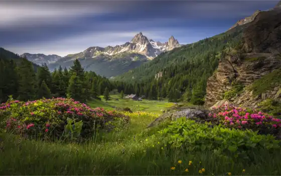 гора, полевой цветок, ирания, альпы, альпийский, высокий, долина, природа, поле, лето