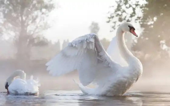 любовь, вода, животное, птица, крыло, белый