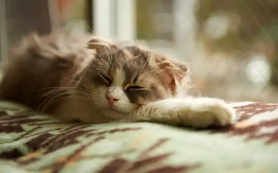 кошка, одеяло, спящий, 