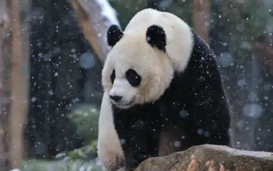 панда, народный, xiang, медведь, зоопарк, алюропода, меланолука, стиртон, один