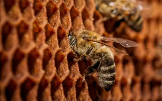 пчелопакет, мед, животное, аппис, бесплатно, до, род, толмачев