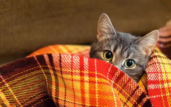 кот, одеяло, осень, плед, взгляд