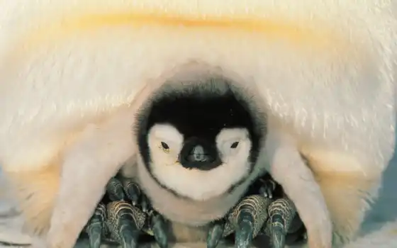 пингвин, детка