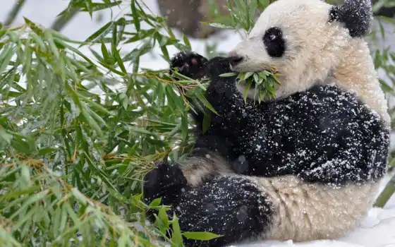 панда, бамбук, снег, зима, листья, ветки, 