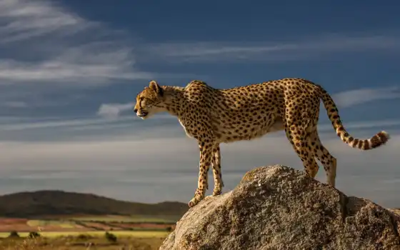 гепард, твердый, животное, биг, свет, дикий, взгляд, мобильный