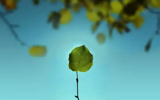 leaf, природа, пожаловаться, фон, rock, оригинал, bay, drop, fly, sun