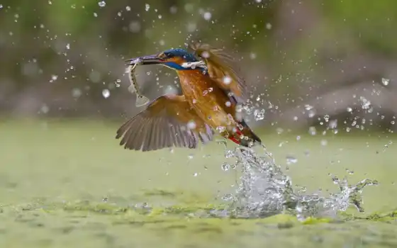 kingfisher, птица, fish, catch, река, splash, water, animal, mouse, летучий