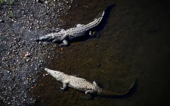крокодил, животное, рептилия