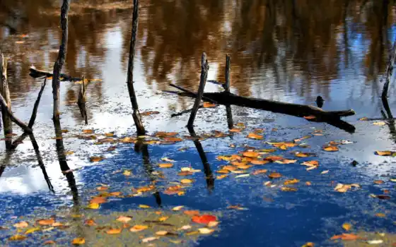 озеро, отражение, осень