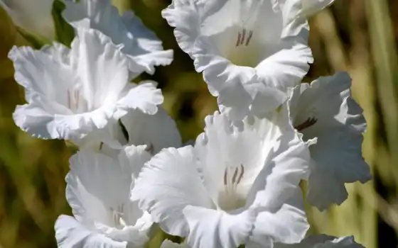 гладиолусы, цветы, белое, широкоэкранное,