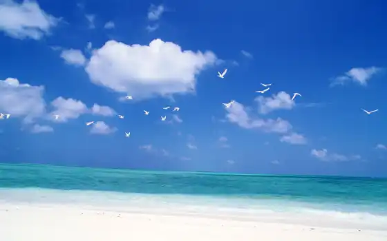 птицы, небо, море, природа, небе, 