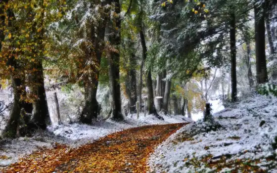 земля, осень, зима, деревья, год, независимо от того, идет ли речь,