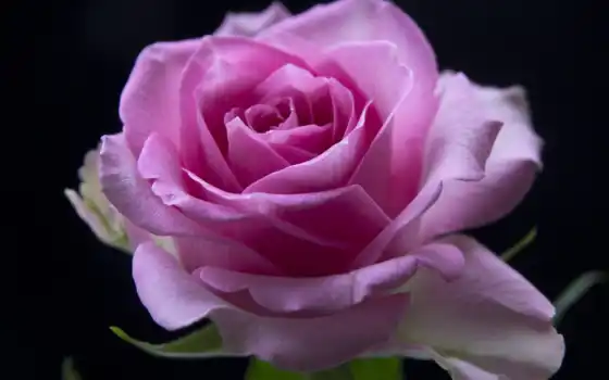 розовый, роза, день, new, cvety, birth, лунно, flowers