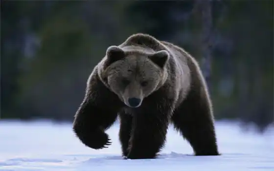 медведь, браун
