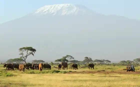 африка, гора, слон