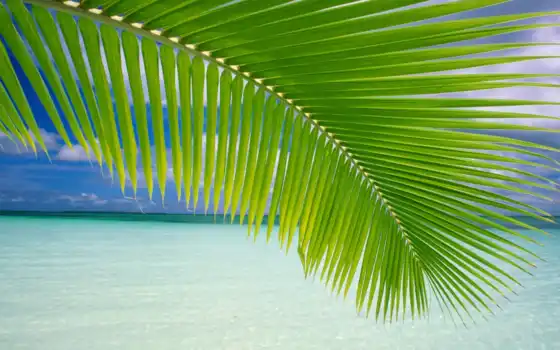 пальма, пляж, дерево, лист, остров, митус
