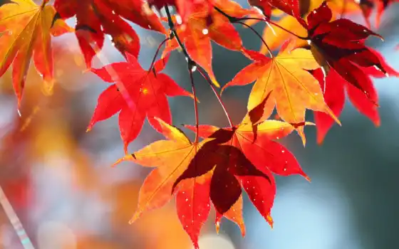 осень, природа, листья, картинка, 