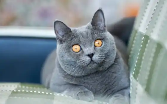 кот, короткокожий, британский, серый