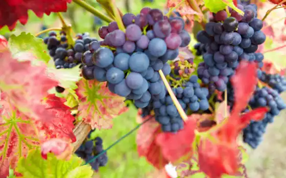 виноград, осень, урожай, лист, листопад, фиолетовый