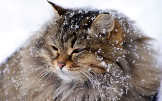 великан, зима, снег, кот, картинка, картинку, 