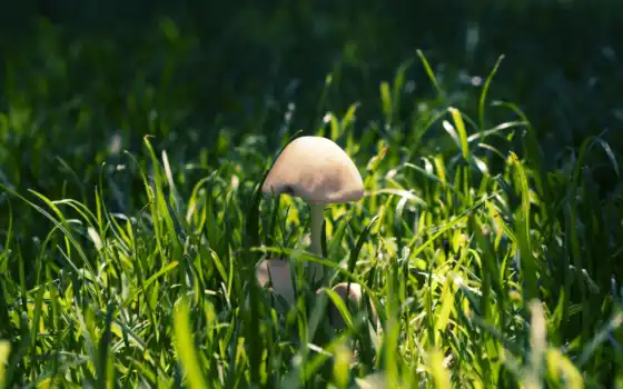 трава, mushroom, you, airena, грибы, mushrooms, янв, 