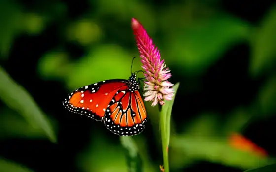 бабочка, красивые, качество, хорошего, качества, высокое, цветке, розовом, сидит, хороший, 