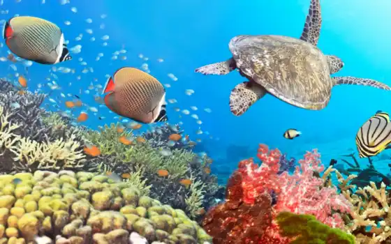 миро, underwater, fish, черепаха