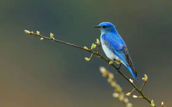 bluebird, tag