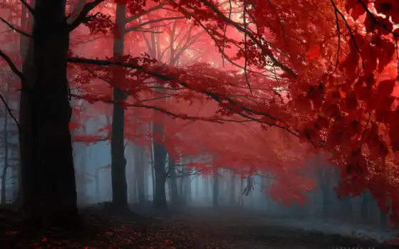 осень, лес, туман, деревья, картинка, 