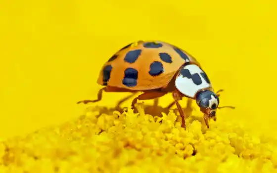 малыш, насекомое, science, участница, fun, изучение, ladybug, among, report