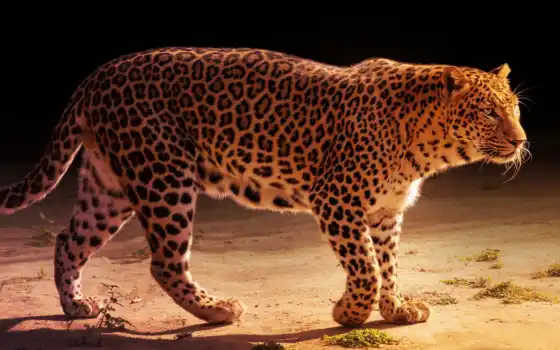 лелеопый, jaguar, хороший, узкий, замкнутый, животное, льв, тигр, лев, слева, короче