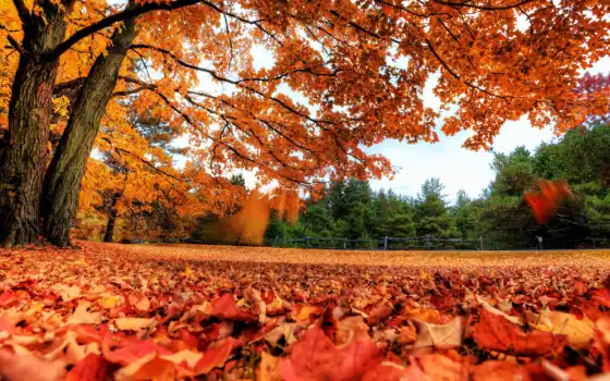 осень, классик, дерево