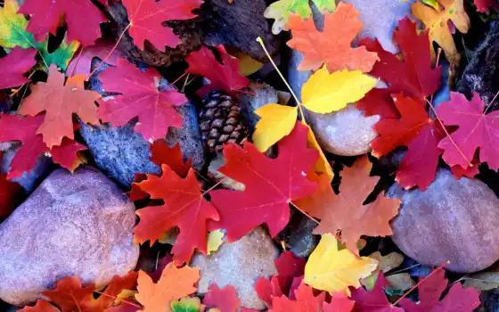 осень, клен, листья, камни, разноцветные, 