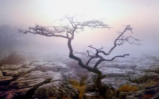 дерево, одинокое, туман, засохшее, кусты, природа, осень, деревя, вася, сирени, 