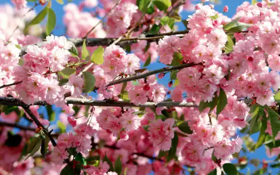 весна, цветы, Сакура, ветки, цветение, дерево, небо, япония, 