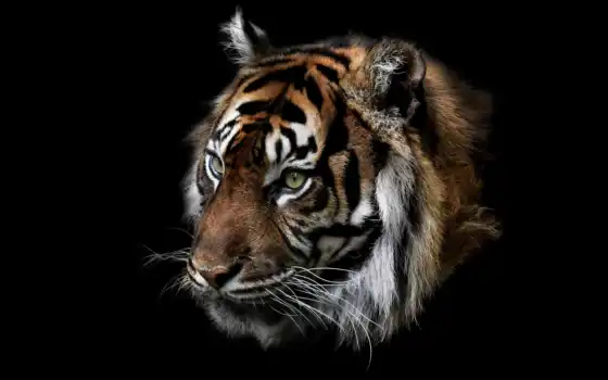 тигр, природа, зверь, 
