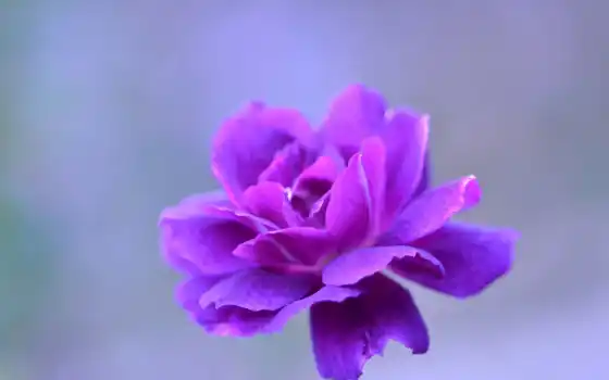 густой, пурпурный, цветной, растительный