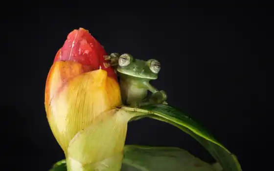 лягушка, цветы